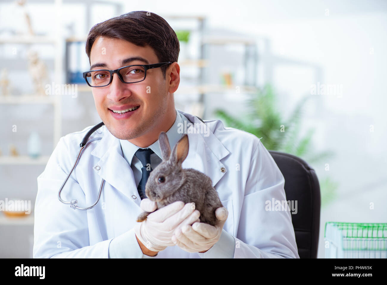 Vet doctor checking up rabbit in his clinic Stock Photo Alamy