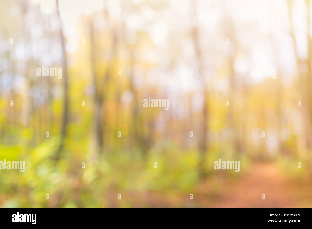 Abstract unfocused and soft background for design. Magical autumn forest, blur technique Stock Photo