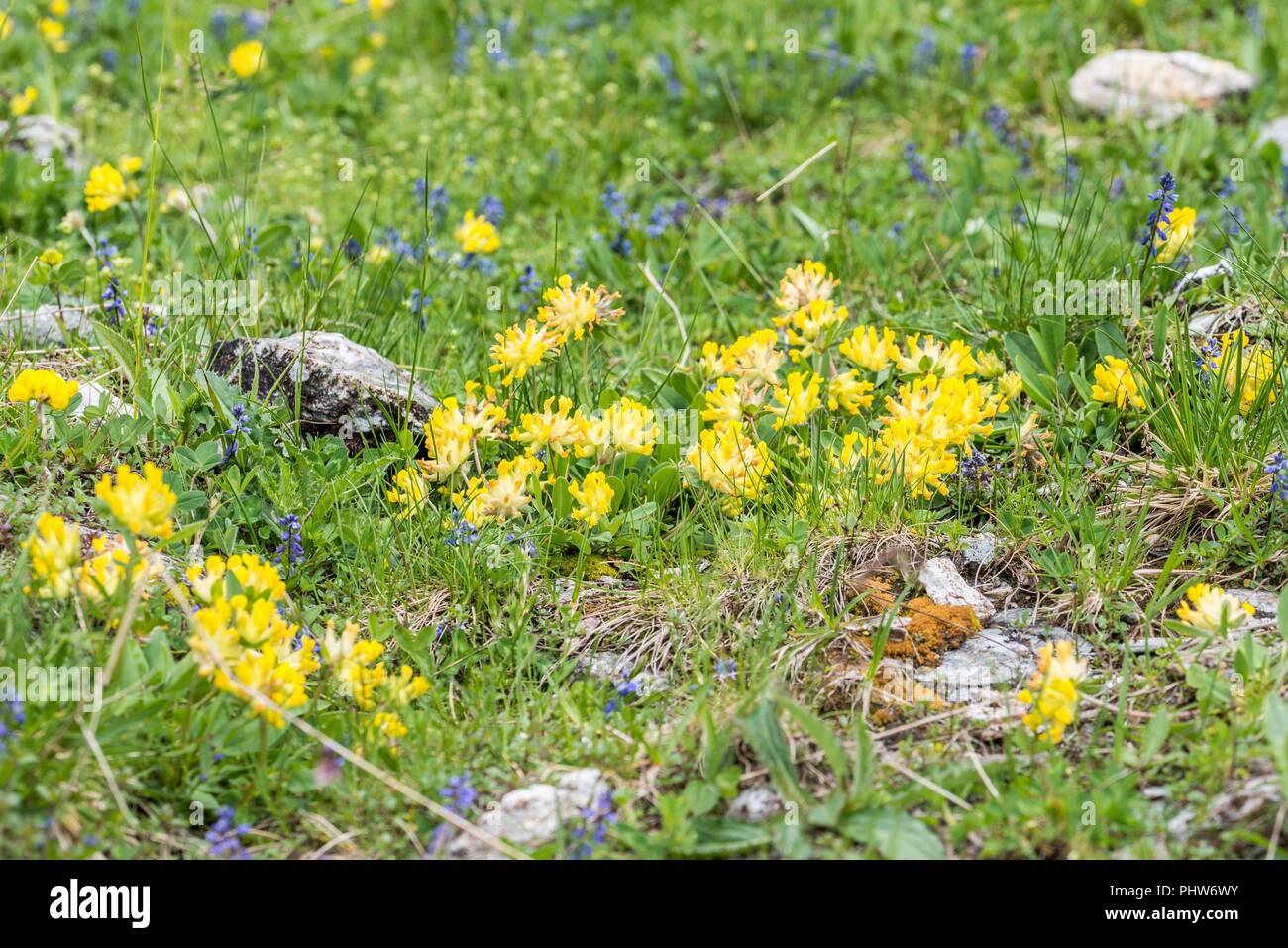 Woundwort in the Alps, Austria Stock Photo