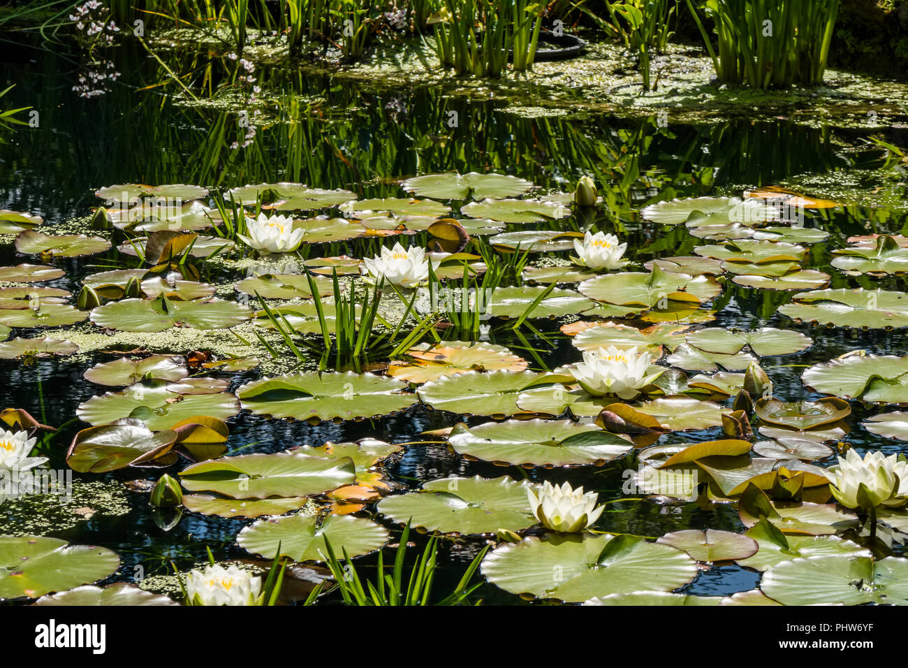 White water lily flowering plants in a small pond Stock Photo Alamy