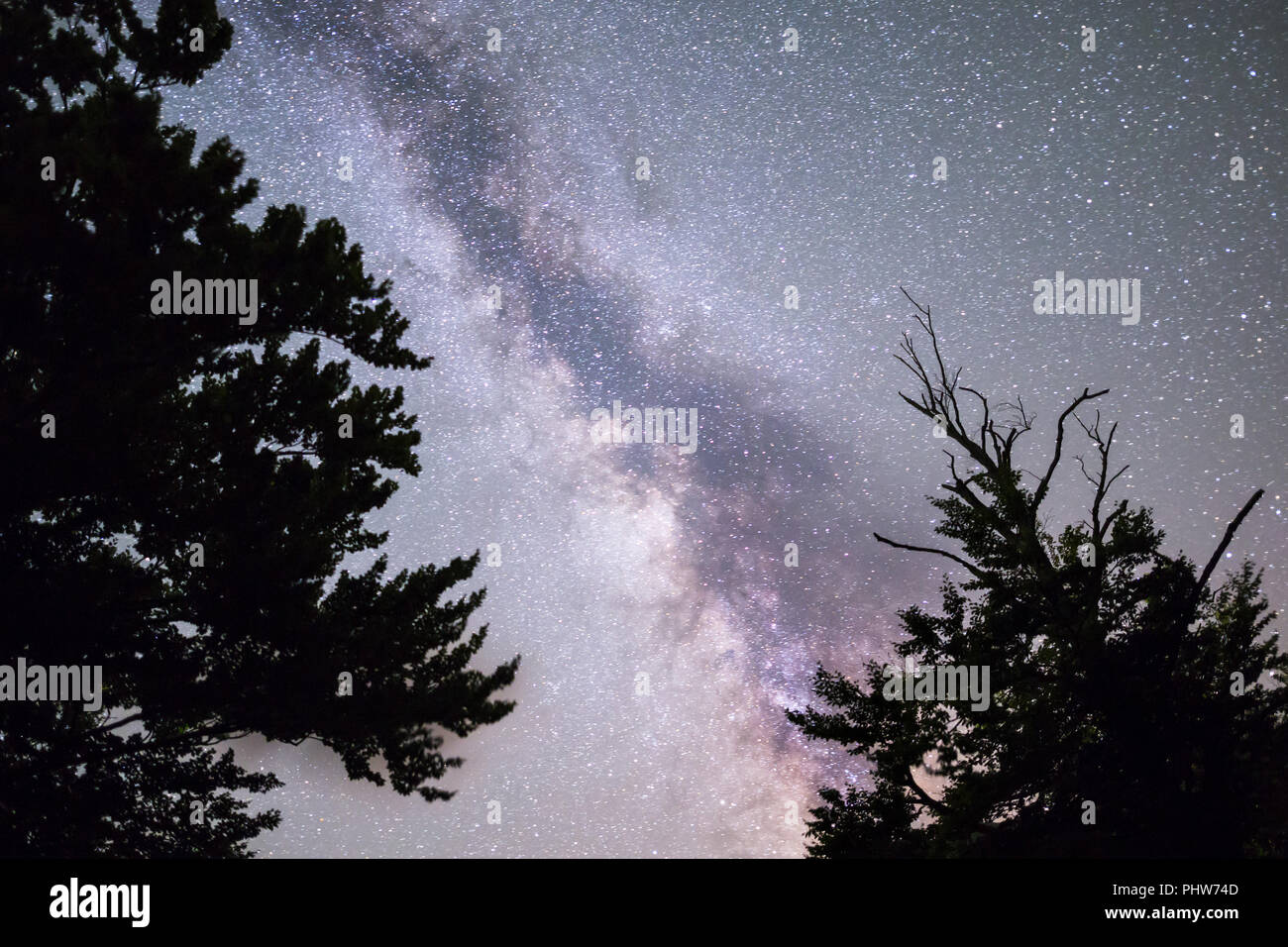 Pine trees silhouette Milky Way night sky Stock Photo - Alamy