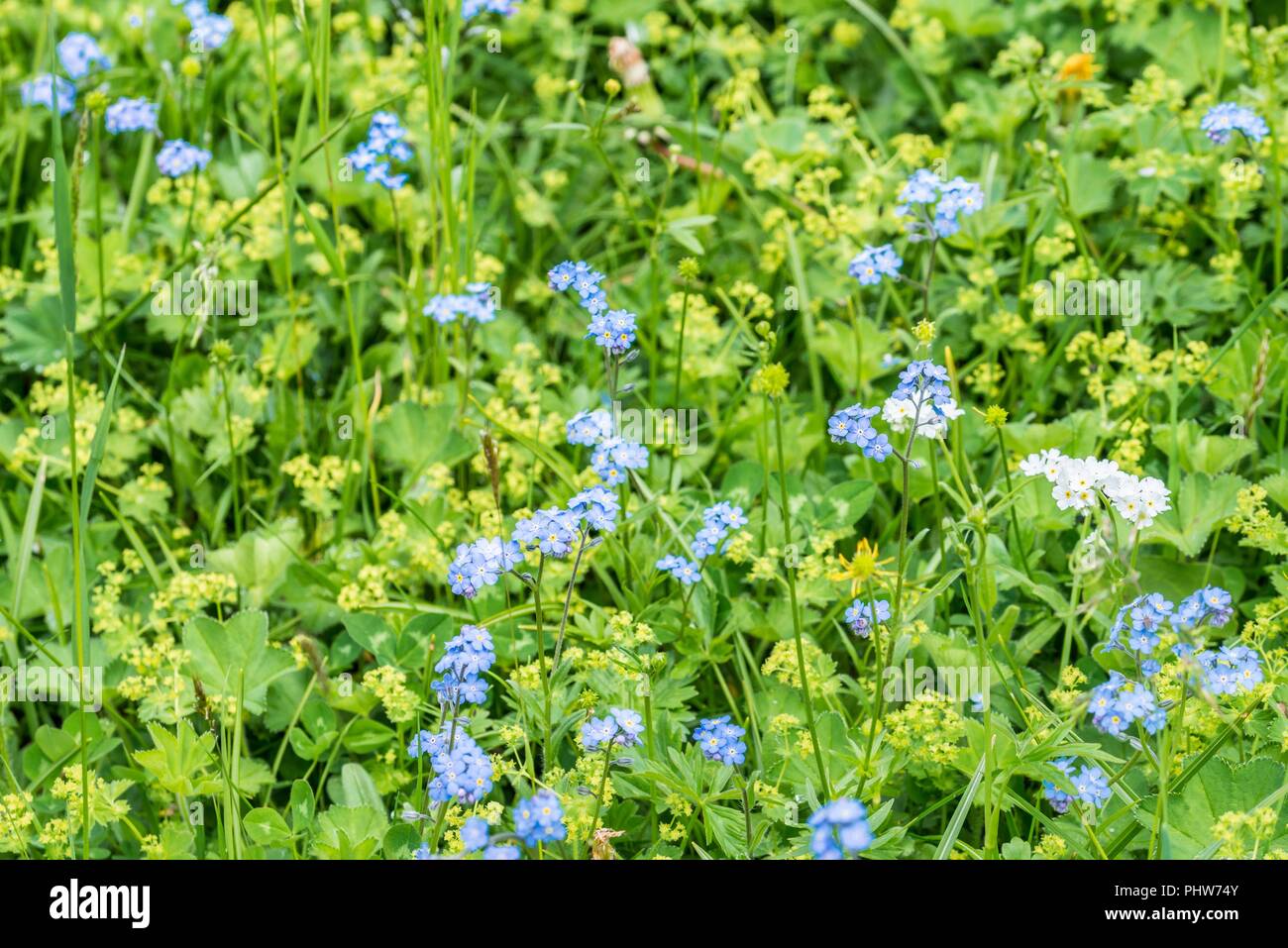 Flowering Alps Forget-me-not on a flower meadow, Austria Stock Photo