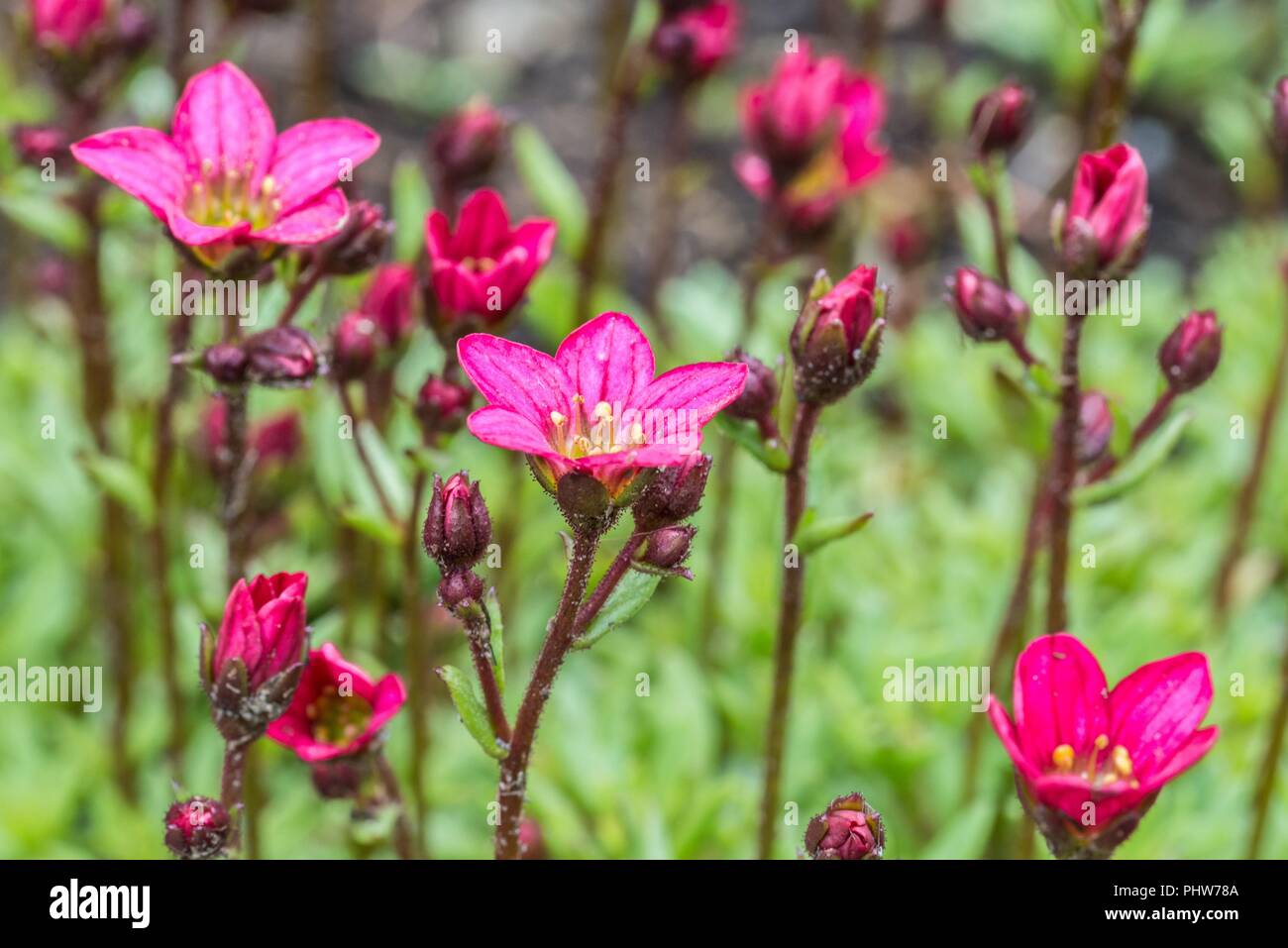 Cup of primrose in a flower meadow in Austria Stock Photo
