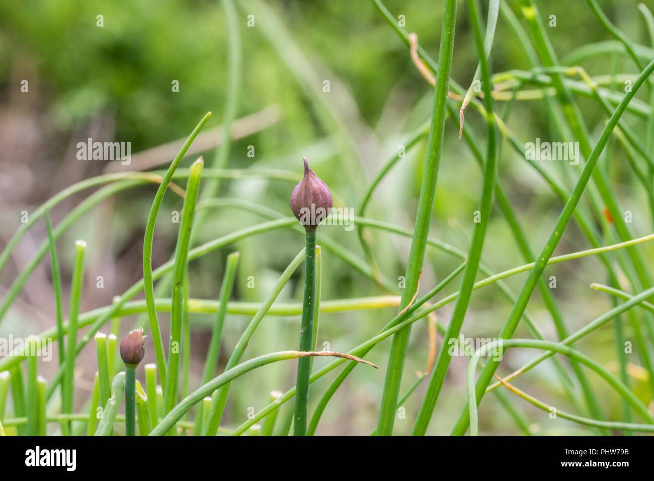 Sustainable cut flowers hires stock photography and images Alamy