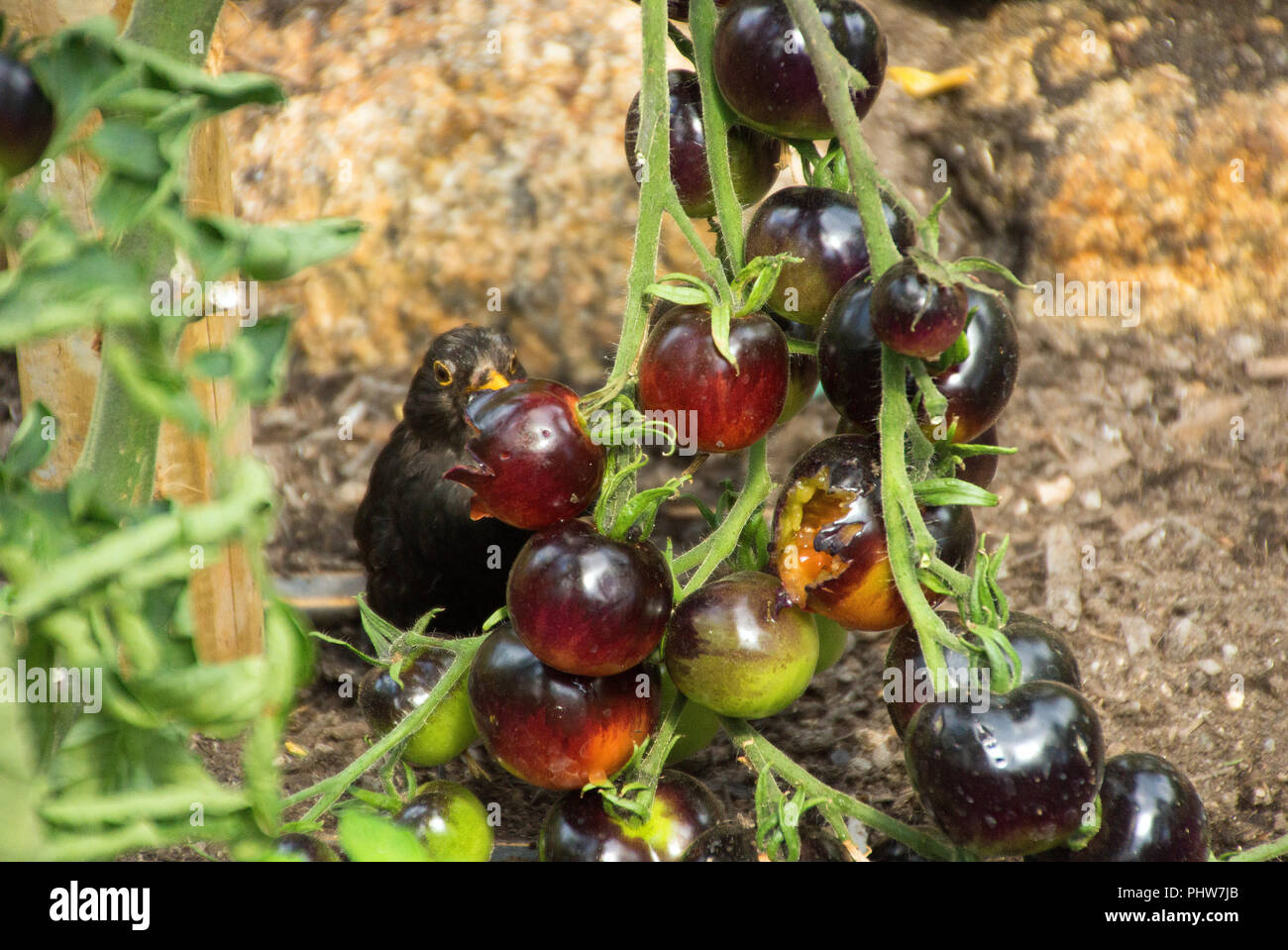 Blackbird eating red grapes off the vine on farm in Cornwall, England, leaving the bunch unsaleable. Stock Photo