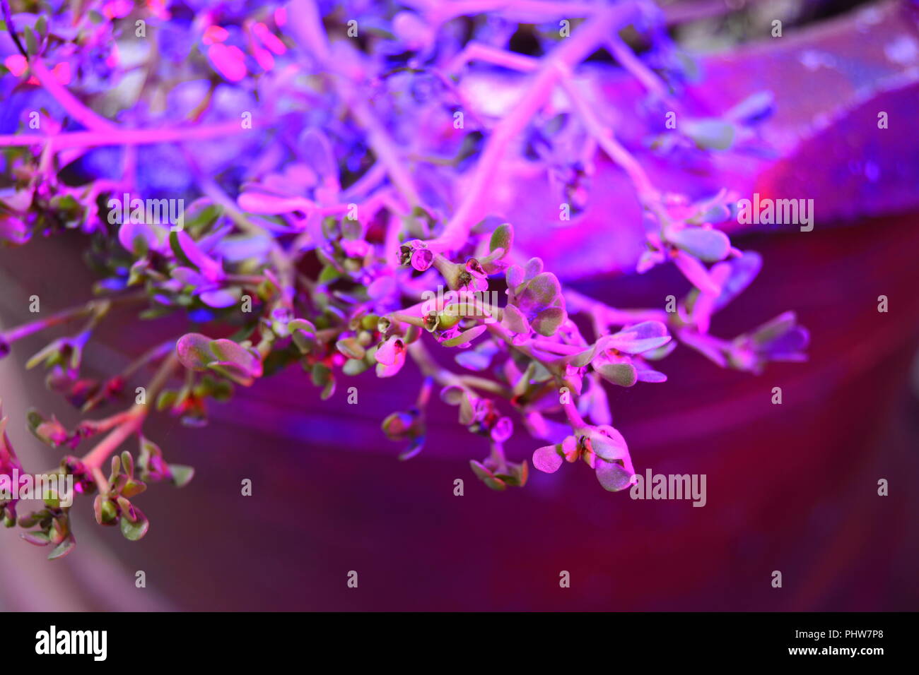 Cultivation of fresh basil and pepper with red and blue leds. The basil is grown without daylight, the leds provide light that plants need to grow.. Stock Photo
