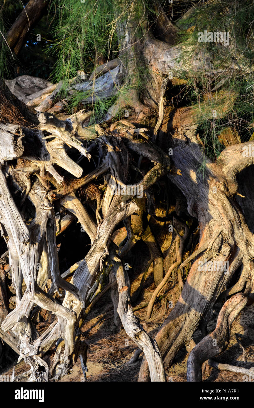 Casuarina (ironwood) tree roots exposed at the edge of Ke'e beach at the head of the Kalalau
