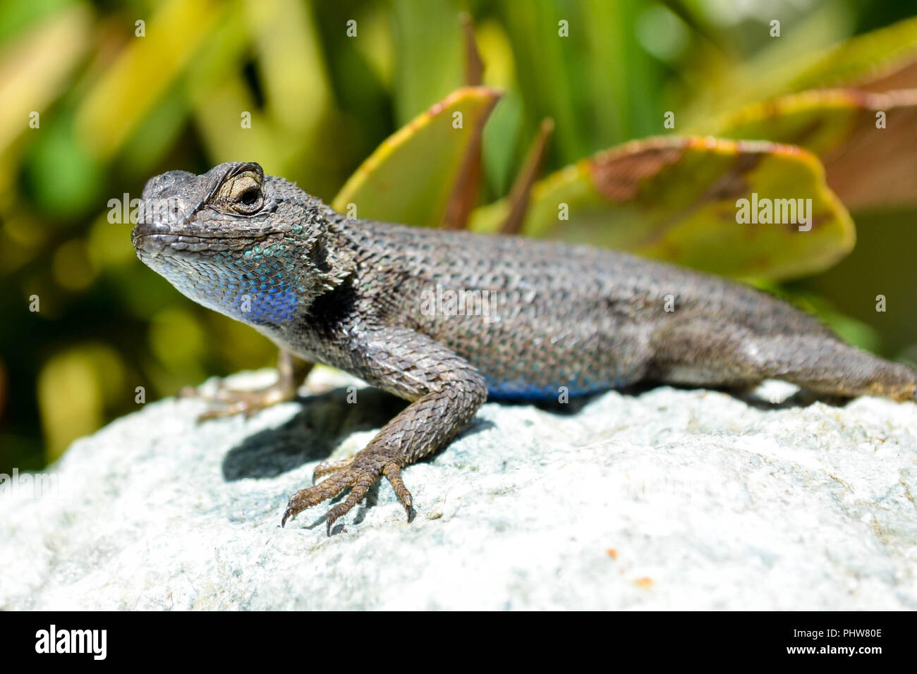 https://c8.alamy.com/comp/PHW80E/a-western-fence-lizard-sceloporus-occidentalis-sunning-itself-on-a-rock-and-showing-off-its-blue-throat-and-belly-in-san-diego-california-usa-PHW80E.jpg