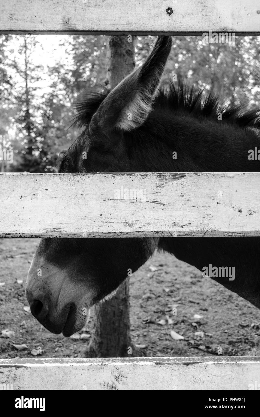 A black and white photo of a domestic donkey resting behind a white wooden fence, his face partially obscured by the central board Stock Photo