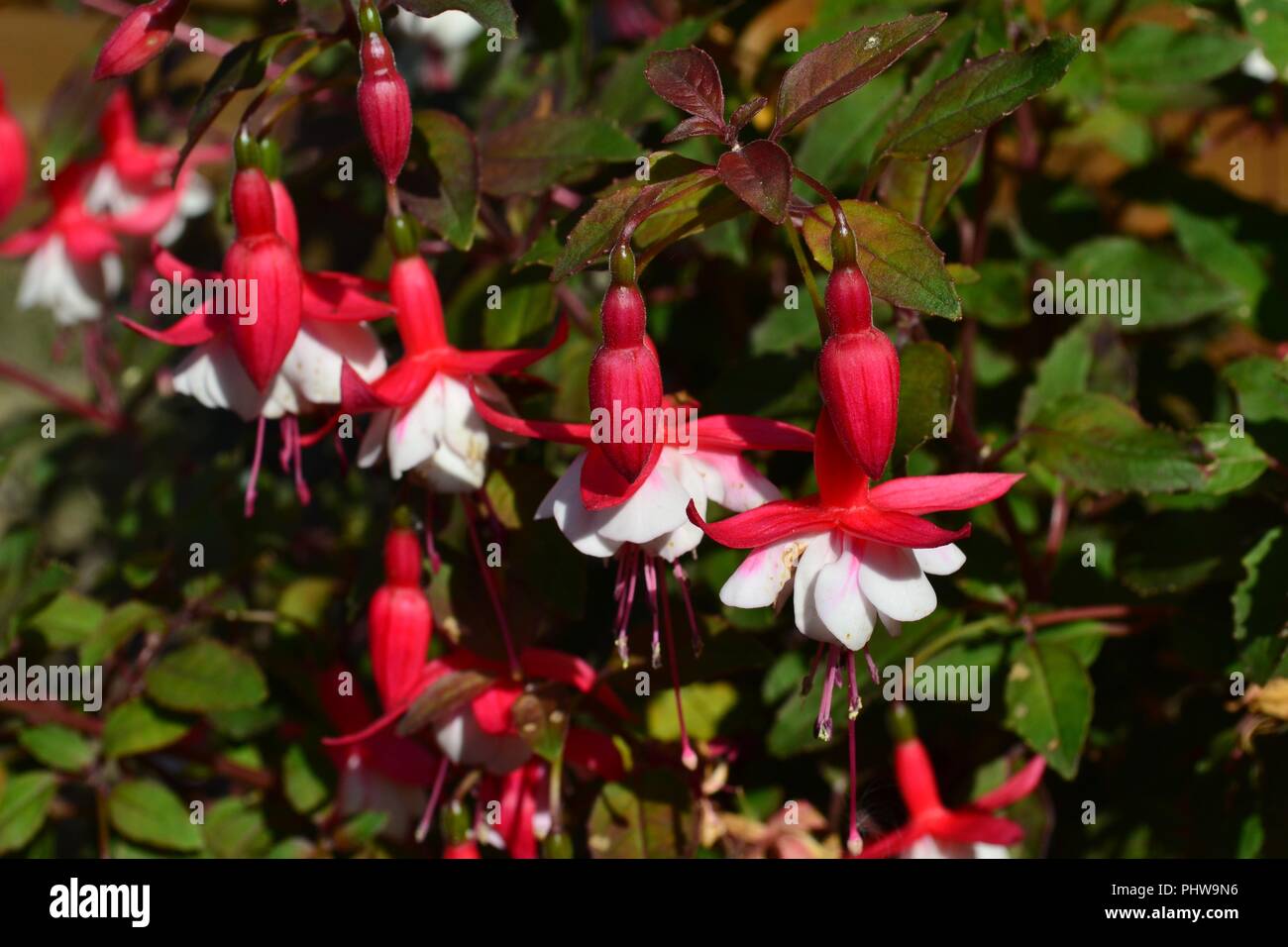 Stunning close up image of vividly coloured Fuchsias, naturally lit by the summer sun. Stock Photo