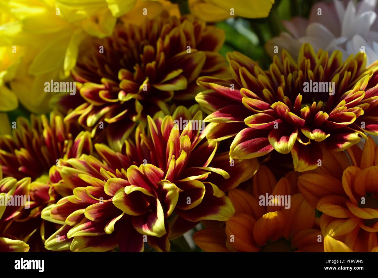 Striking close-up image of colourful Chrysanthemums in full bloom, naturally lit by the summer sun. Stock Photo