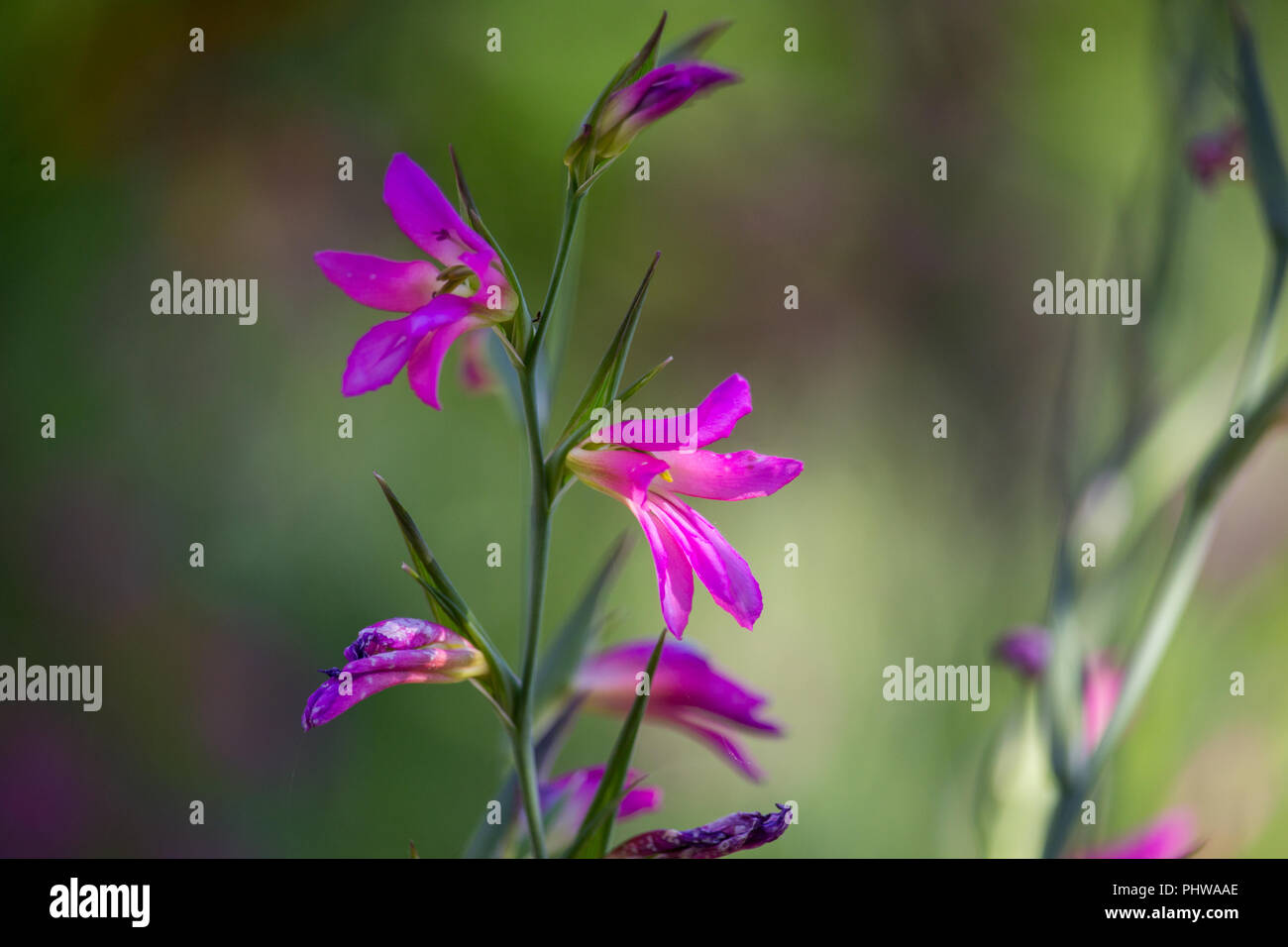 Gladiolus italicus Flowers Stock Photo