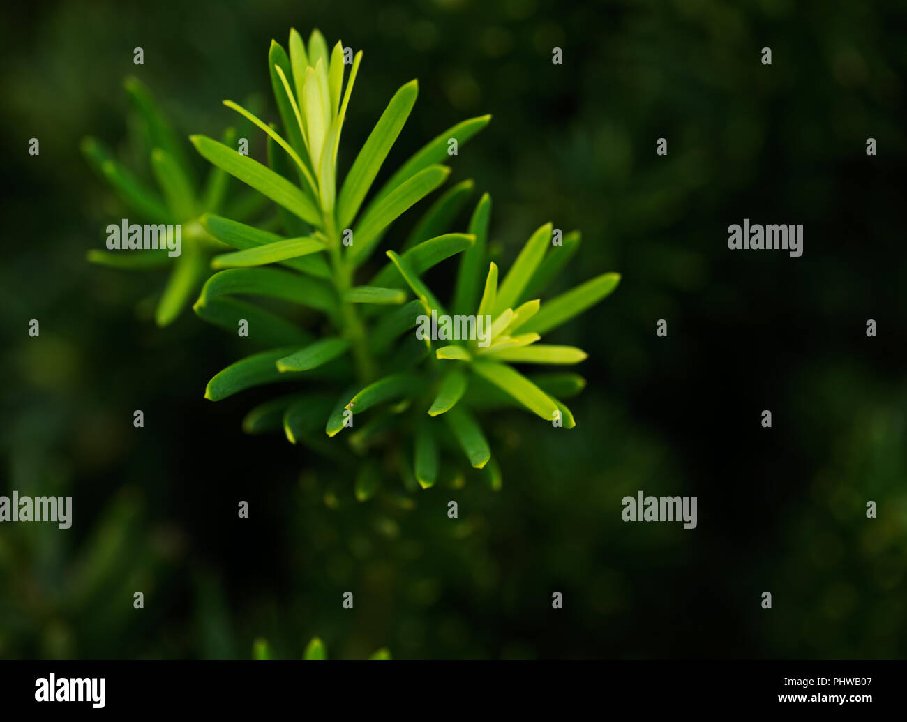 Macro shot of taxus x media densiformis (Taxaceae), dense intermediate yew in botanic garden Stock Photo