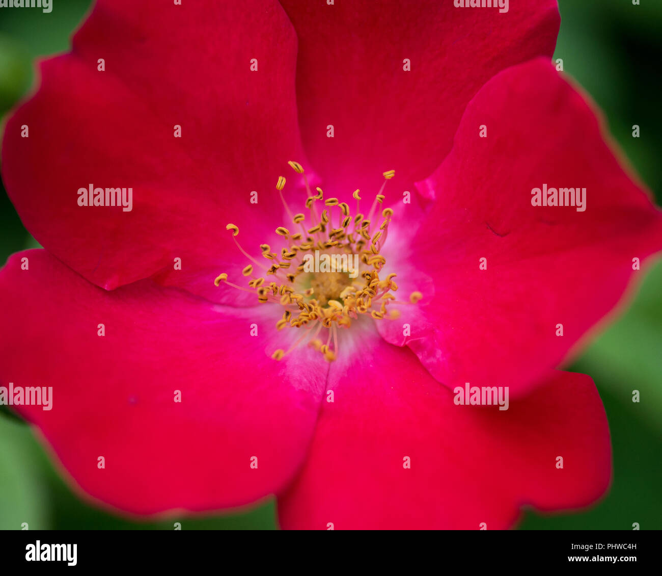 Macro shot of Rosa gallica, Gallic rose, French rose, rose of Provins in botanic garden Stock Photo