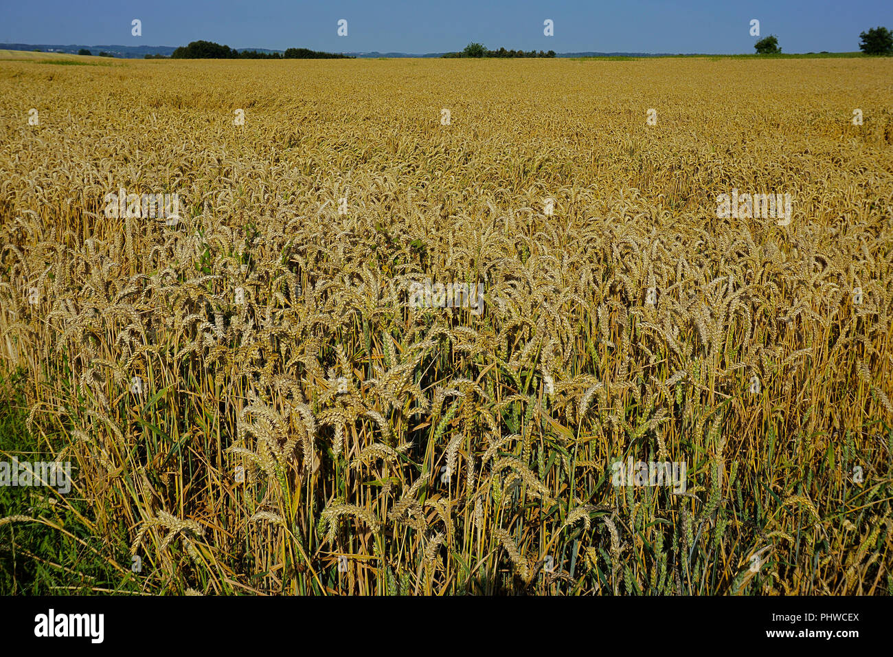 wheatfield, cornfield, Stock Photo