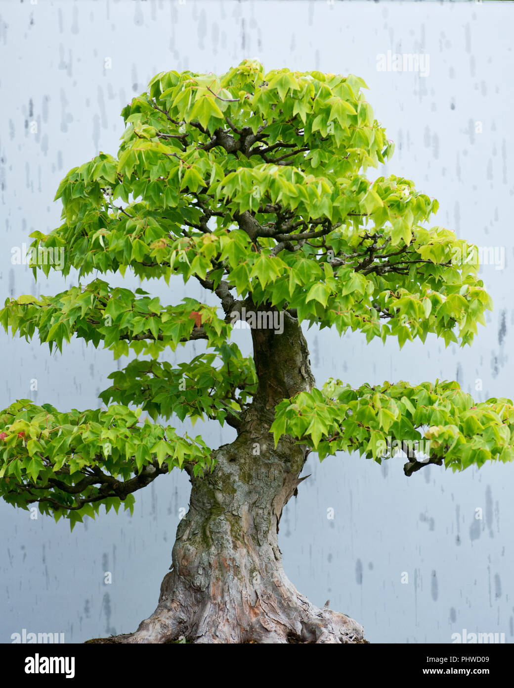 Traditional bonsai tree, Japanese art form using trees grown in