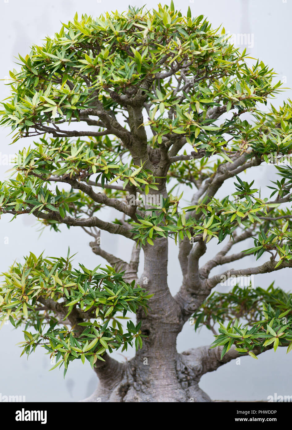 Traditional bonsai tree, Japanese art form using trees grown in