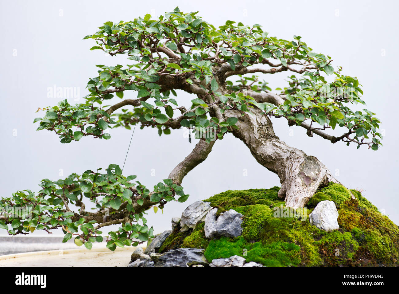 Traditional bonsai tree, Japanese art form using trees grown in