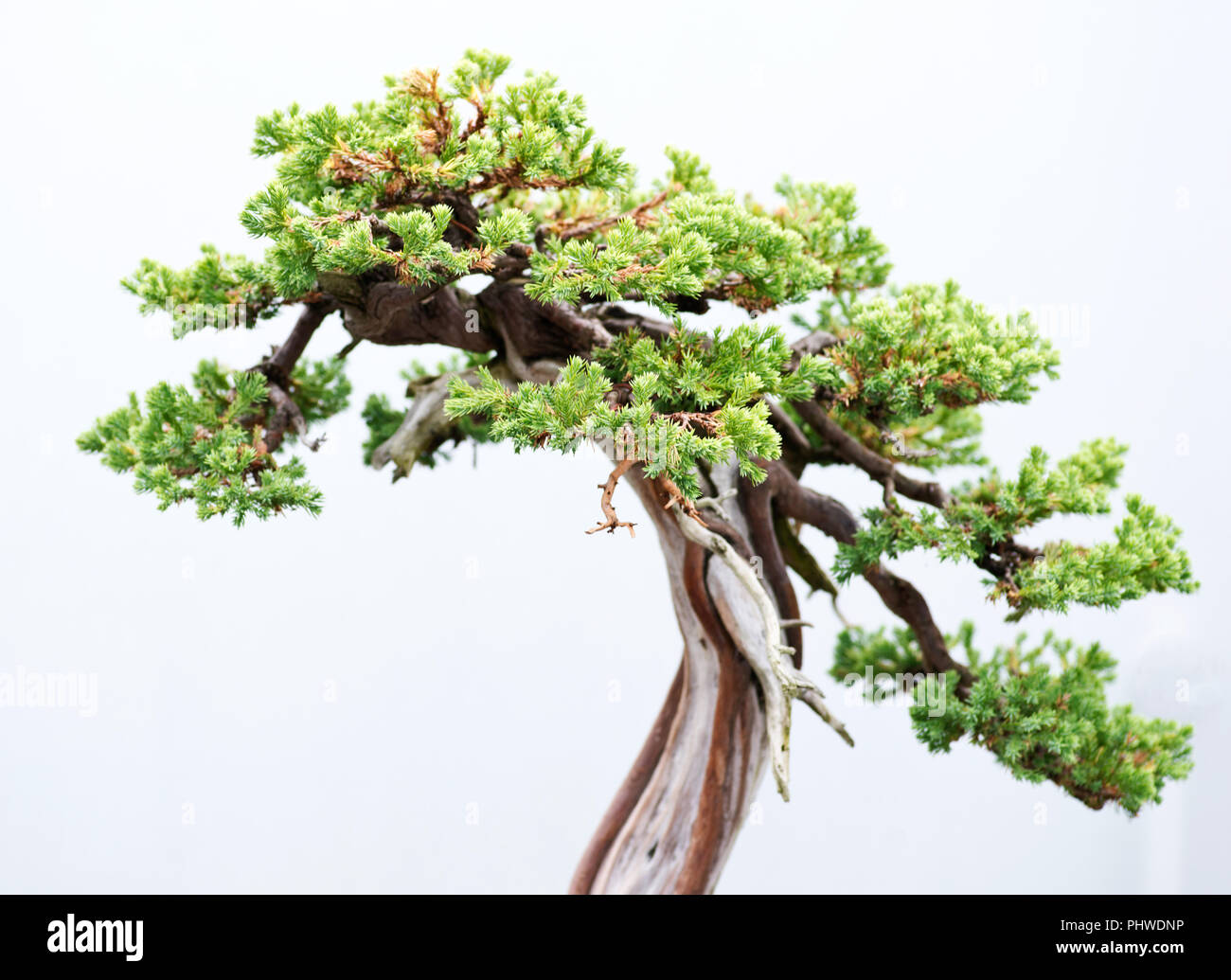 Traditional bonsai tree, Japanese art form using trees grown in