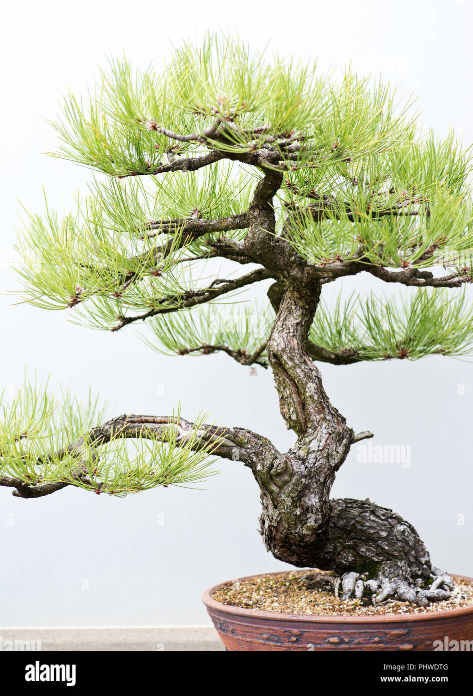 Traditional bonsai tree, Japanese art form using trees grown in