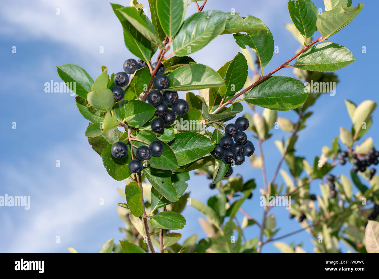 Branch filled with aronia berries. Stock Photo