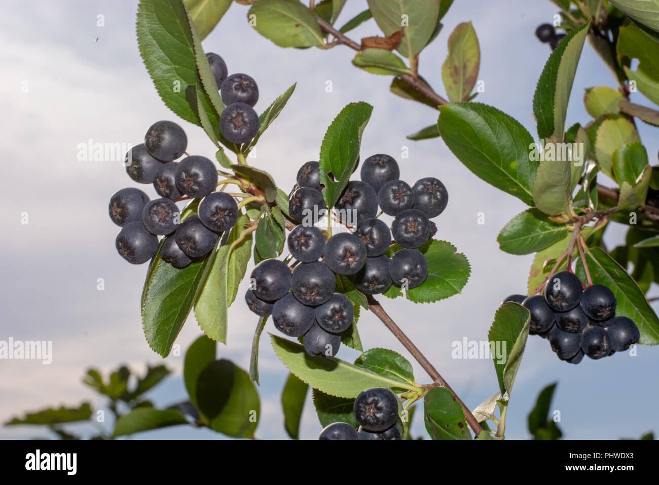 Branch filled with aronia berries. Stock Photo