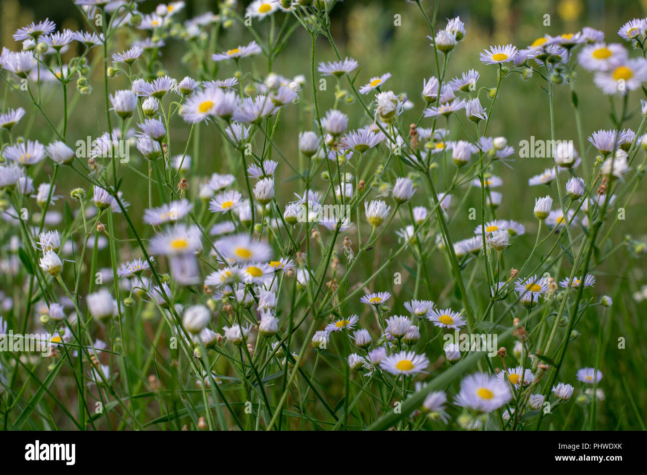 Daisy in the field on the sunny day Stock Photo