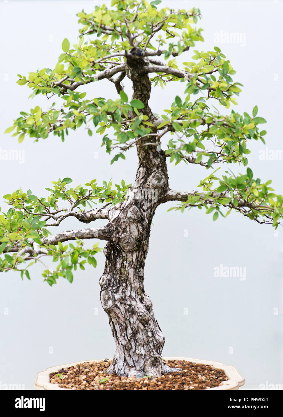 Traditional bonsai tree, Japanese art form using trees grown in