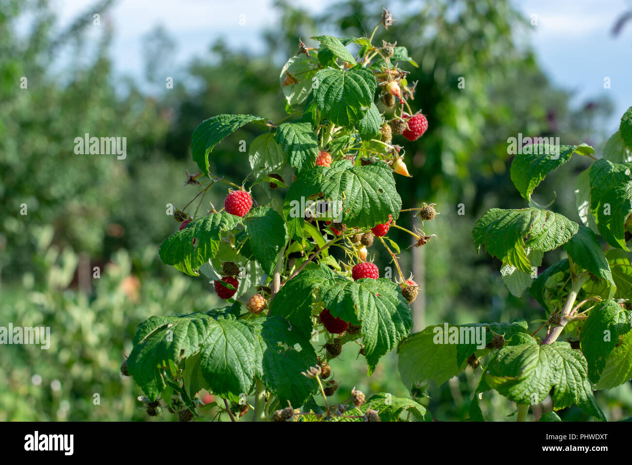 Red ripe raspberries on a bush. Stock Photo