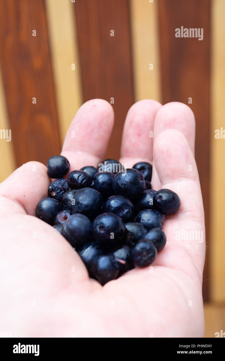 Hands full with frozen aronia berries Stock Photo