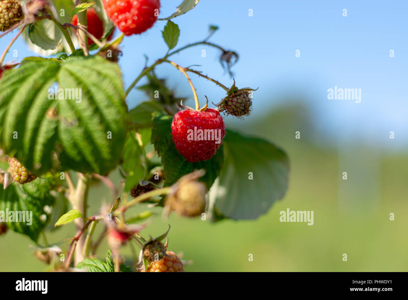 Red ripe raspberries on a bush. Stock Photo