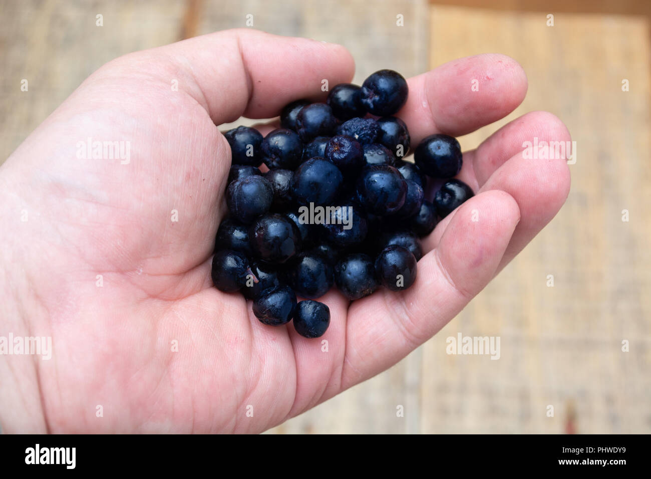 Hands full with frozen aronia berries Stock Photo