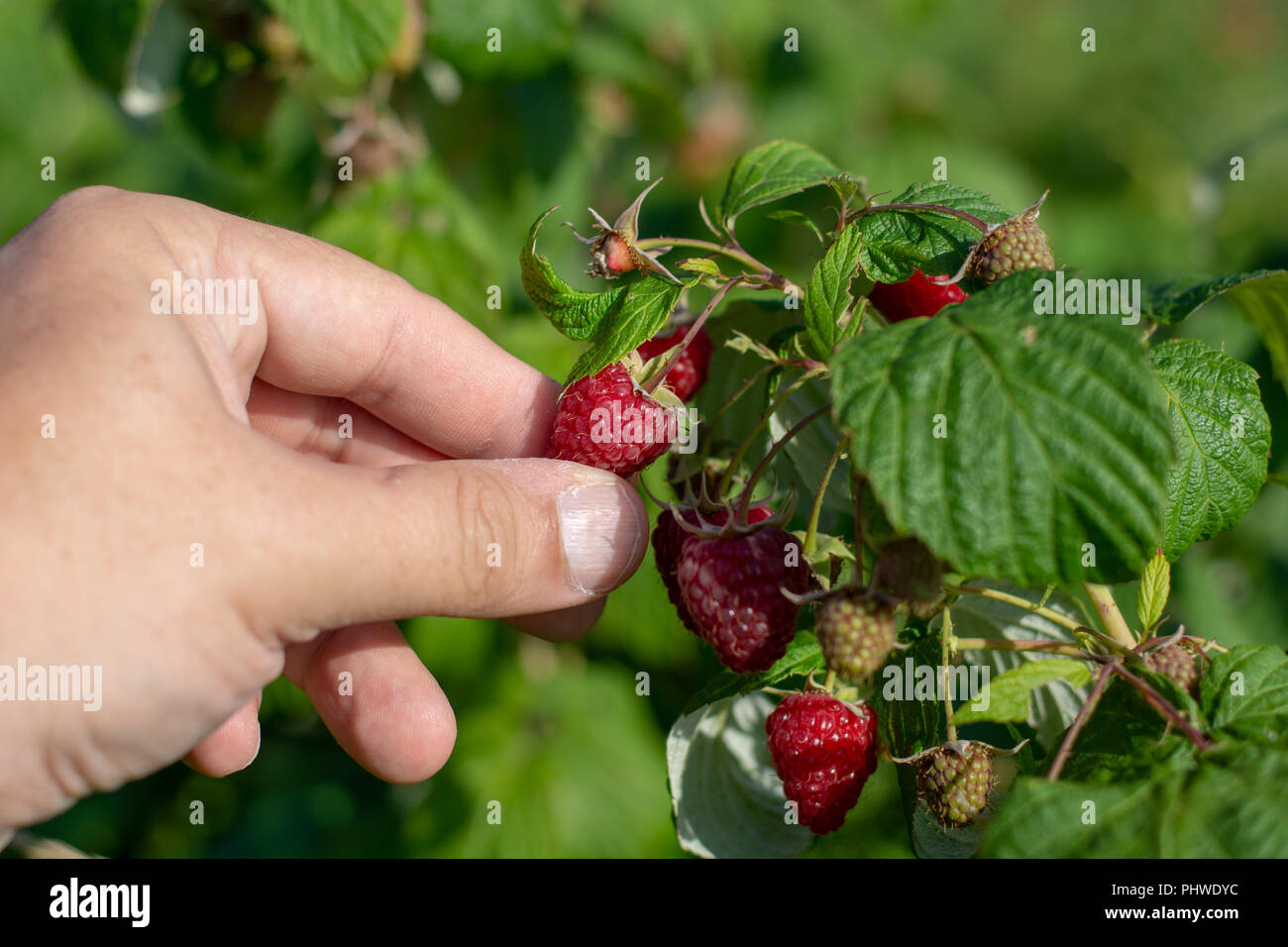 Raspberry picking. Male hands gathering organic raspberries. Stock Photo