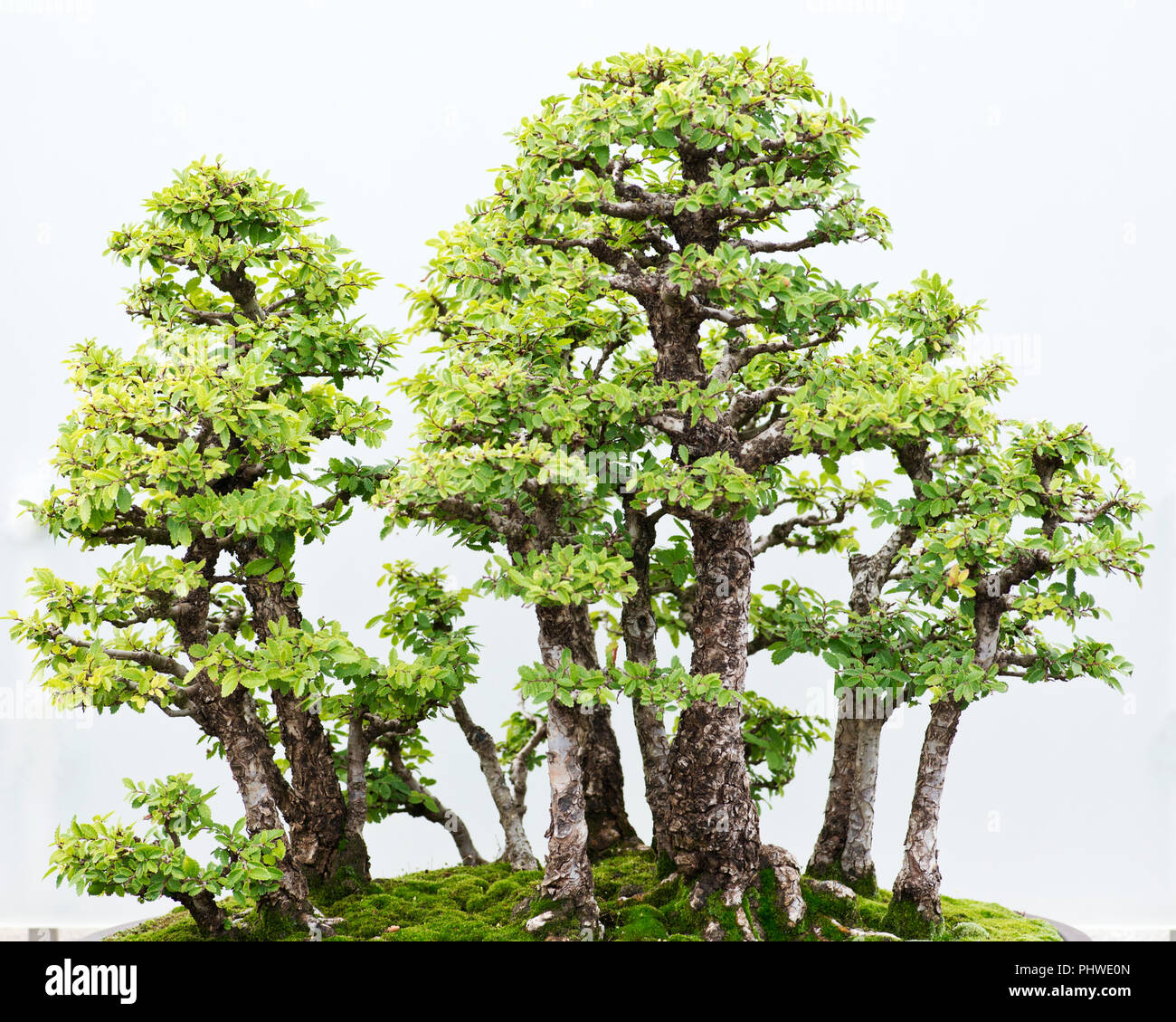 Traditional bonsai tree, Japanese art form using trees grown in