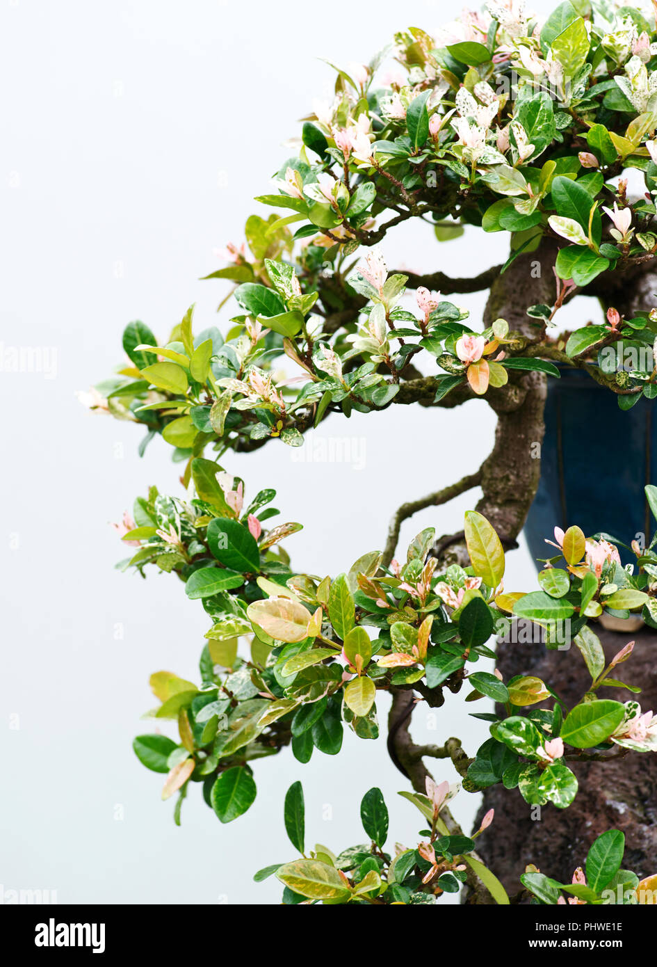 Traditional bonsai tree, Japanese art form using trees grown in