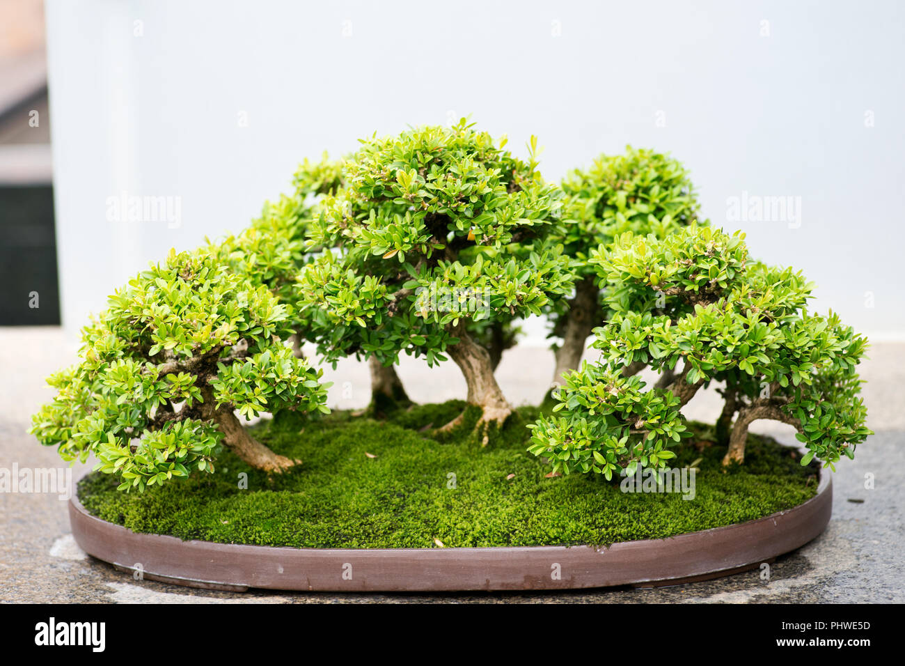 Traditional bonsai tree, Japanese art form using trees grown in