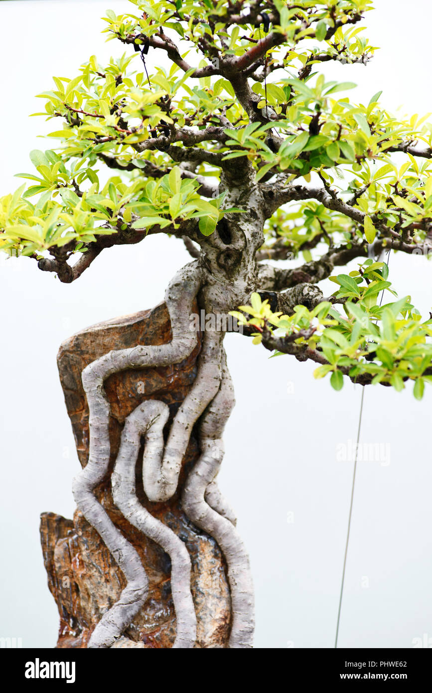 Traditional bonsai tree, Japanese art form using trees grown in