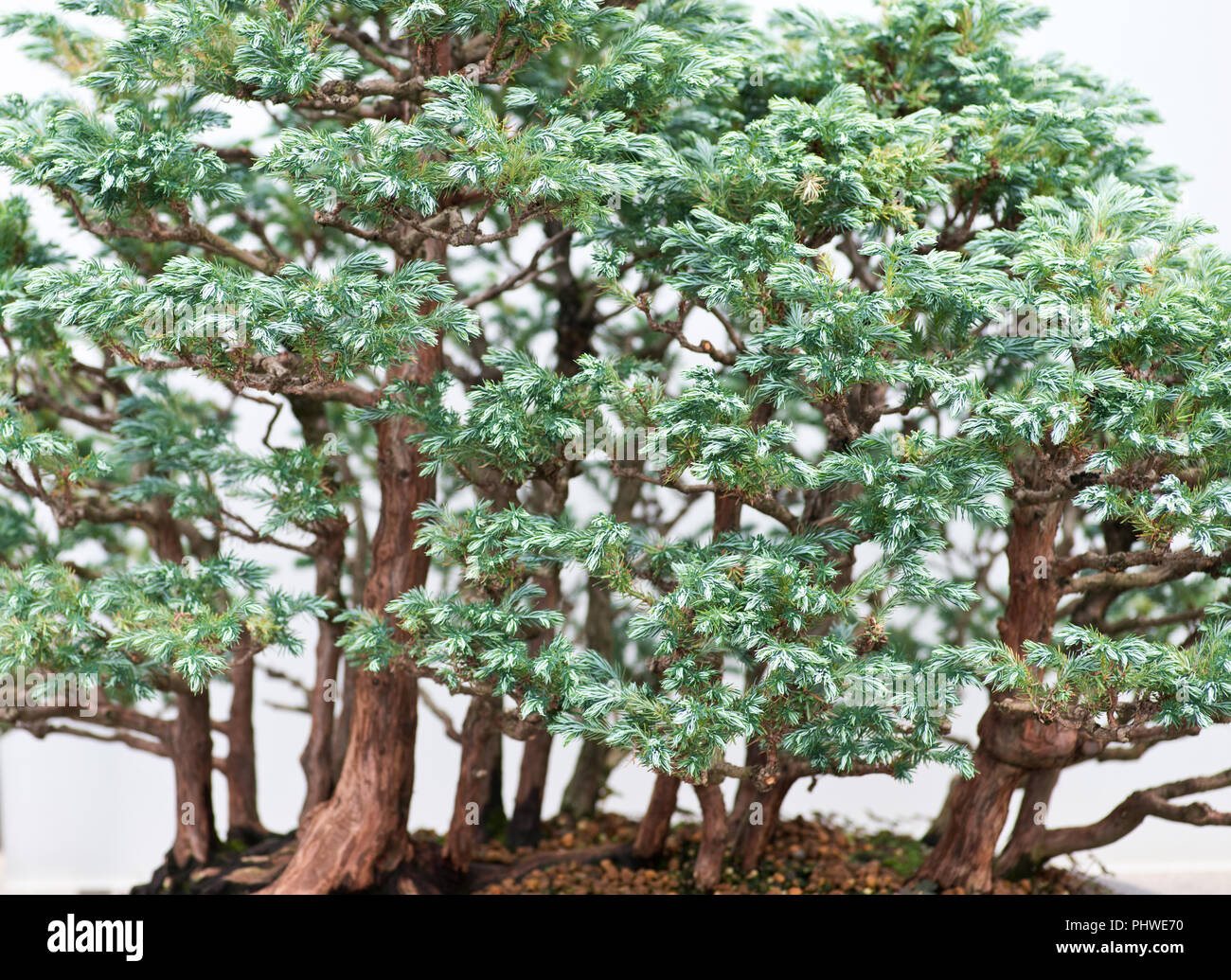 Traditional bonsai tree, Japanese art form using trees grown in
