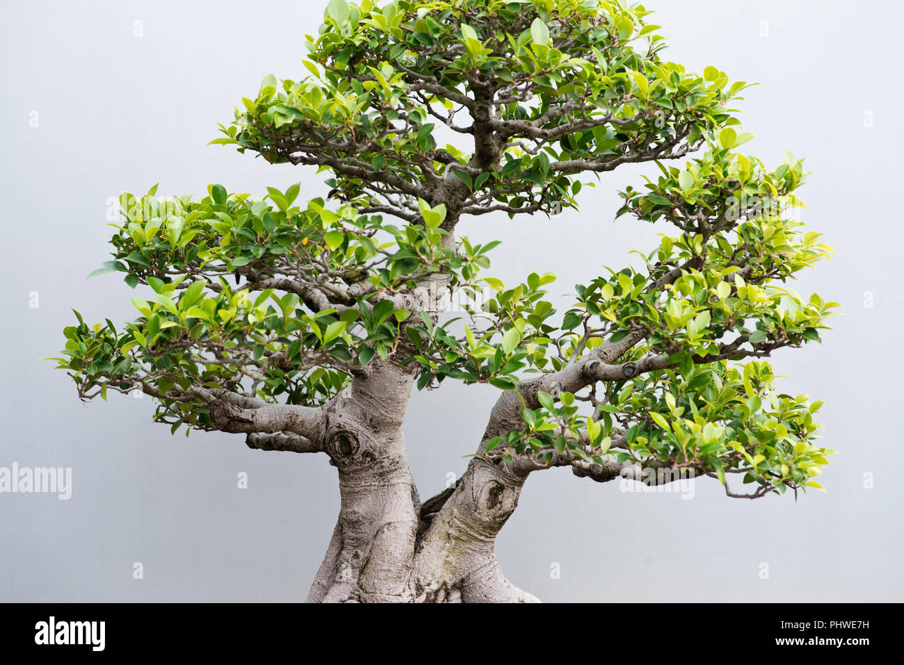 Traditional bonsai tree, Japanese art form using trees grown in