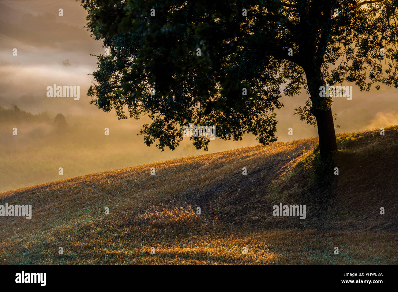 An early mornig view of rolling hills and trees near Buonconvento, Tuscany, Italy. Stock Photo