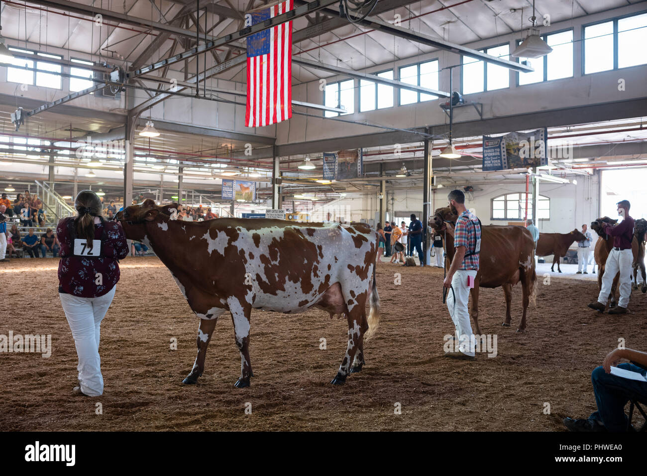 the-great-new-york-state-fair-milking-parlor-september-1-2018-stock-photo-alamy