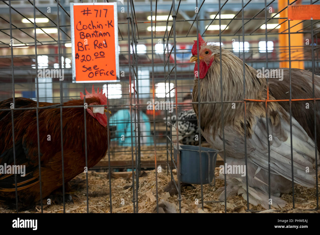 Poultry Show Stock Photos & Poultry Show Stock Images Alamy