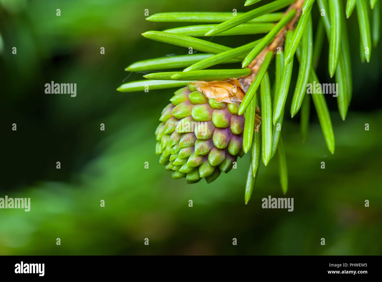 Green Fir Pine Conifer Cone Sprout Macro Stock Photo