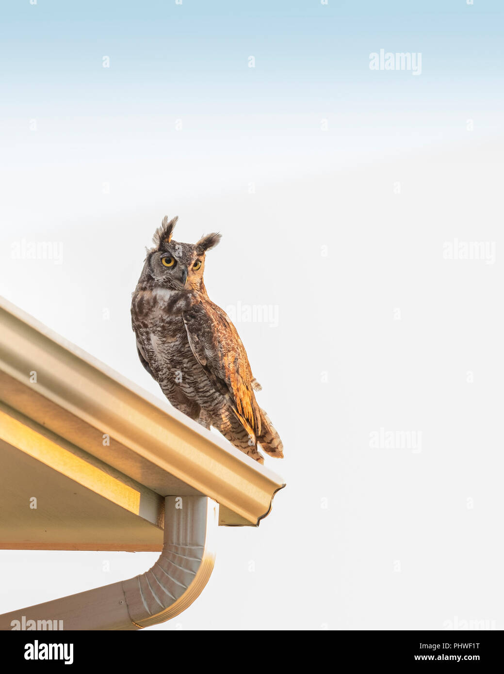 An adult male Great Horned Owl, Bubo virginianus, perched on