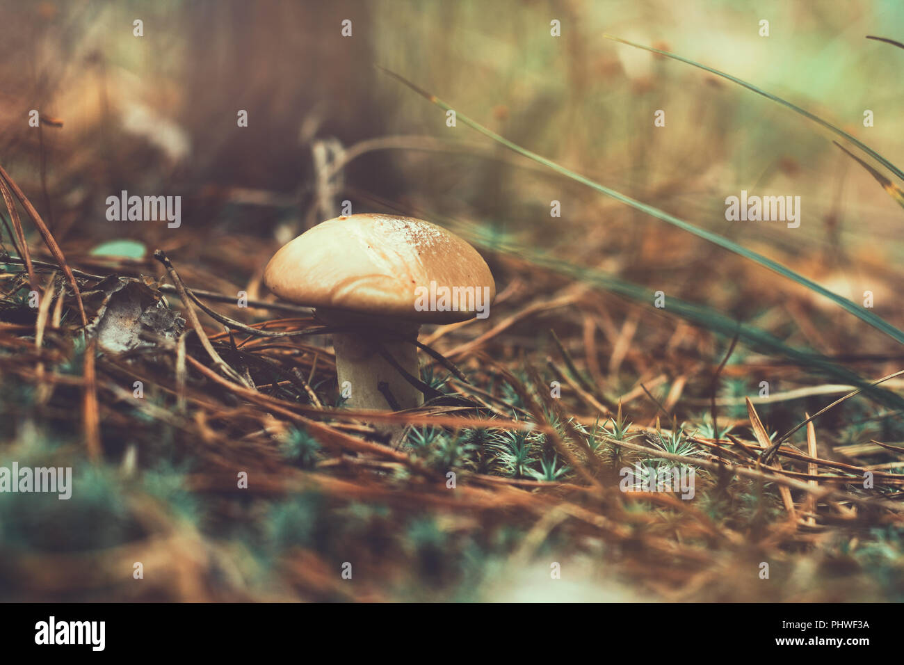 mushroom in autumn forest Stock Photo