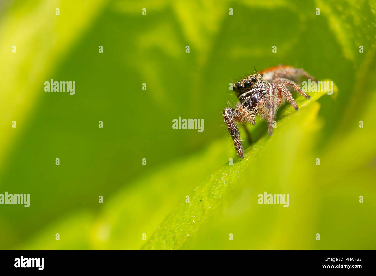 A Jumping Spider Salticidae Patrols The Garden To Prey On Tiny Bugs Stock Photo Alamy