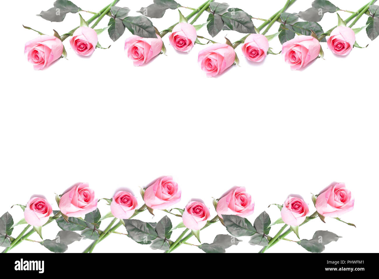 Frame made of pink roses flower isolated Stock Photo - Alamy