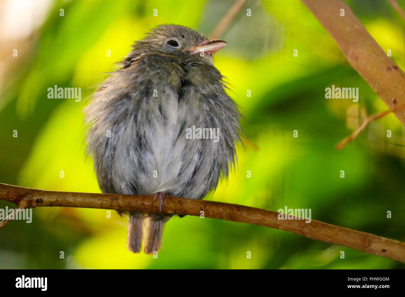 Cute round and fluffy puffed up golden-headed manakin female (pipra erythrocephala) perching on a branch in front of bright green leaves in the sunlig Stock Photo