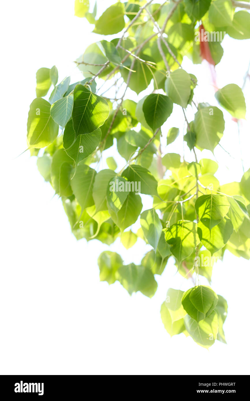 Featured image of post Bo Leaves Wallpaper Find download free graphic resources for bo leaves