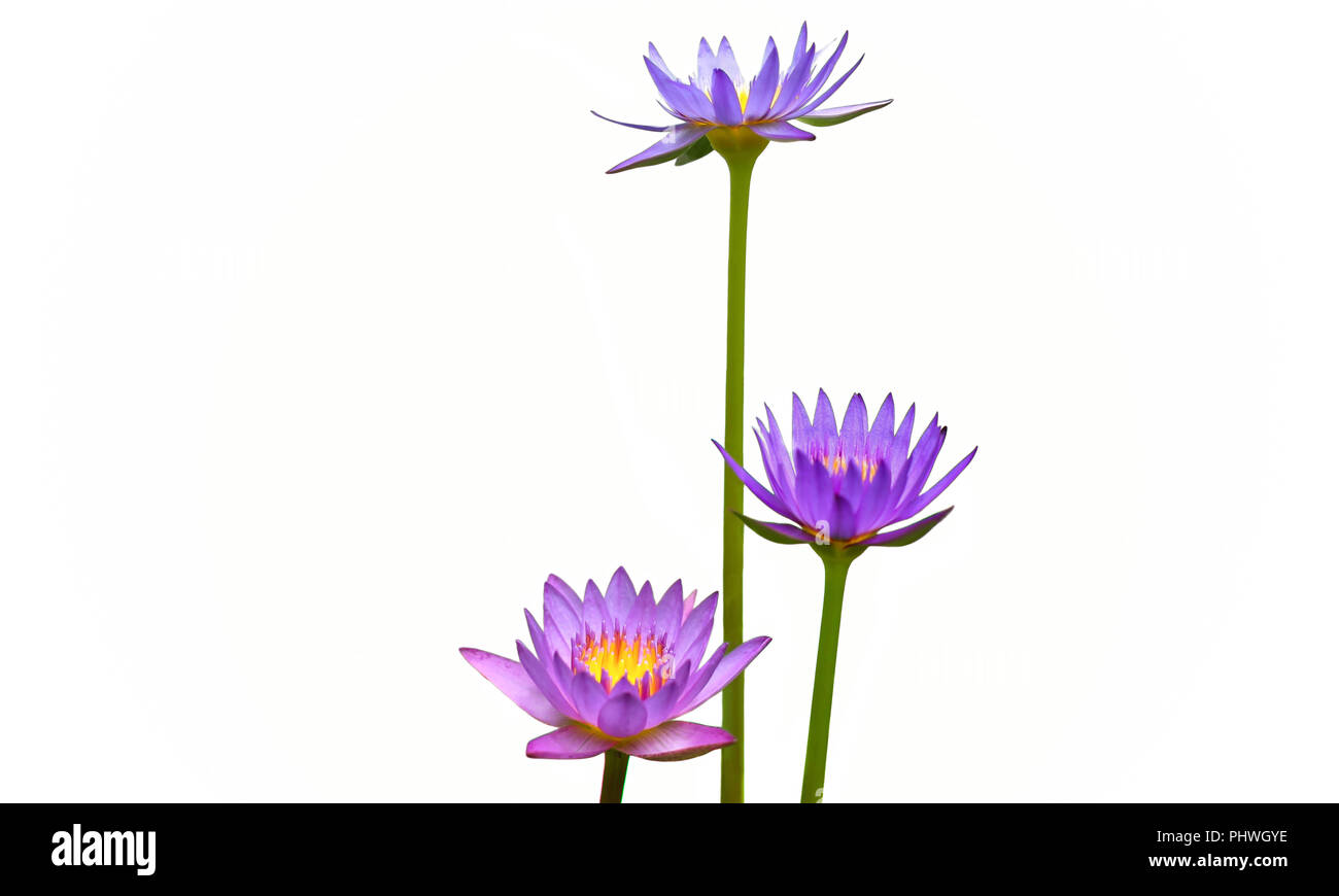 Purple lily flower (lotus) in three level Stock Photo Alamy